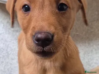 Labrador Retriever dogs KC Reg Red Lab Pup. 1 girls left - Advert 7