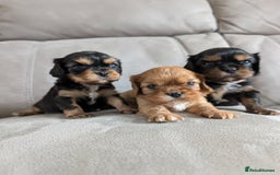 Cavalier King Charles Spaniel dogs for sale: CKCS puppies - Image 1