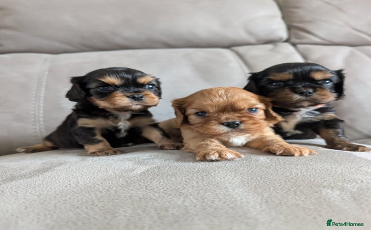 Cavalier King Charles Spaniel dogs - Advert 2