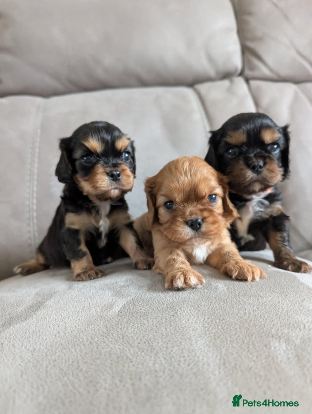 Cavalier King Charles Spaniel dogs for sale: CKCS puppies - Image 1
