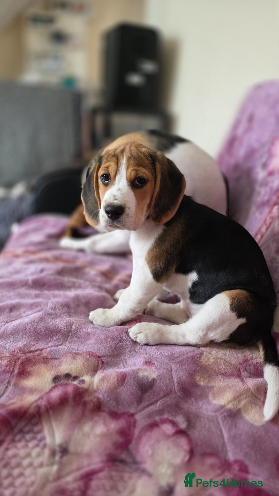 Beagle dogs LAST Beagle girl  looking for loving homes - Advert 13