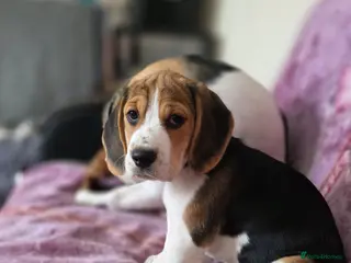 Beagle dogs LAST Beagle girl looking for loving homes - Advert 13
