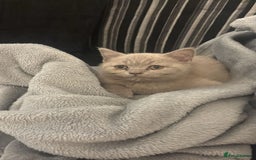 Scottish Fold cats for sale: Stunning chocolate female scottish fold - Image 1