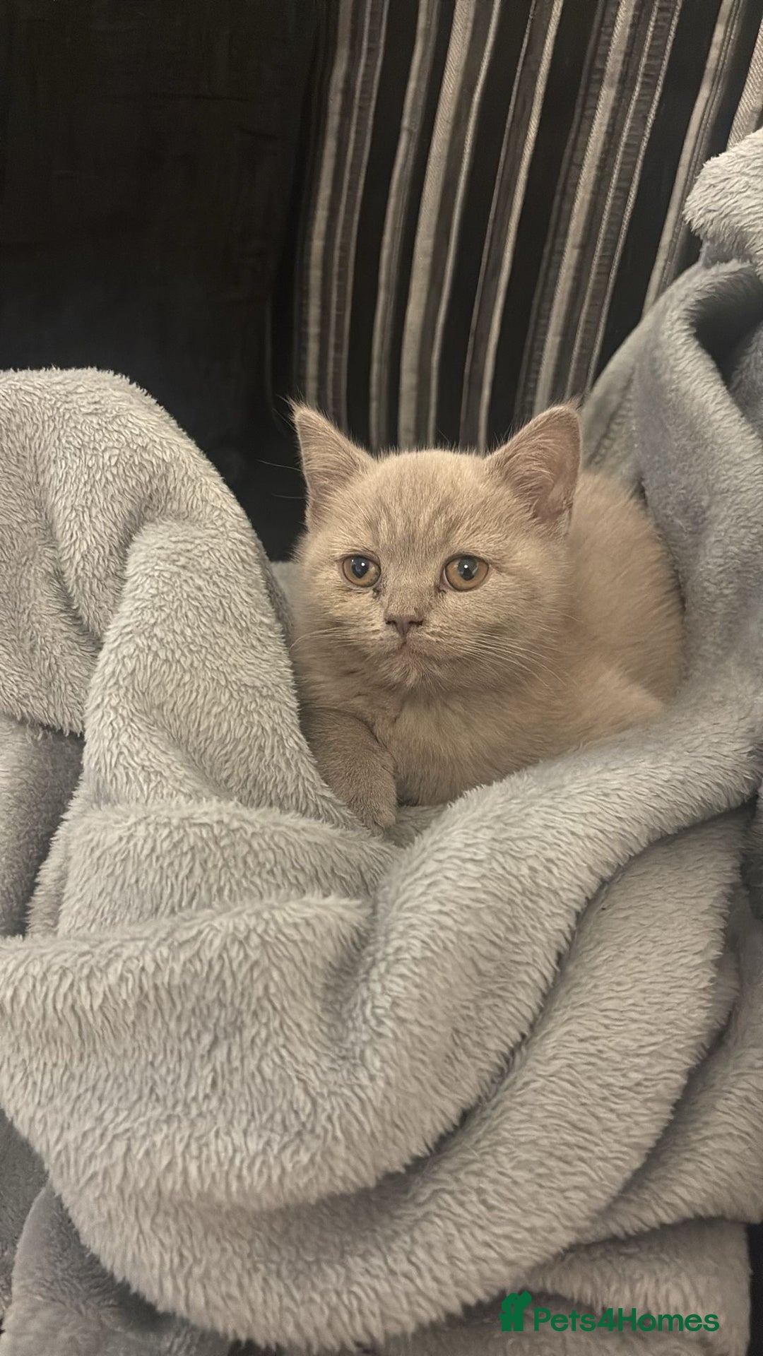 Scottish Fold cats for sale: Stunning chocolate female scottish fold - Image 1