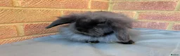 Mixed Breed rabbits for sale: Mixed breed Lionhead Lops  in Southampton - Advert 8