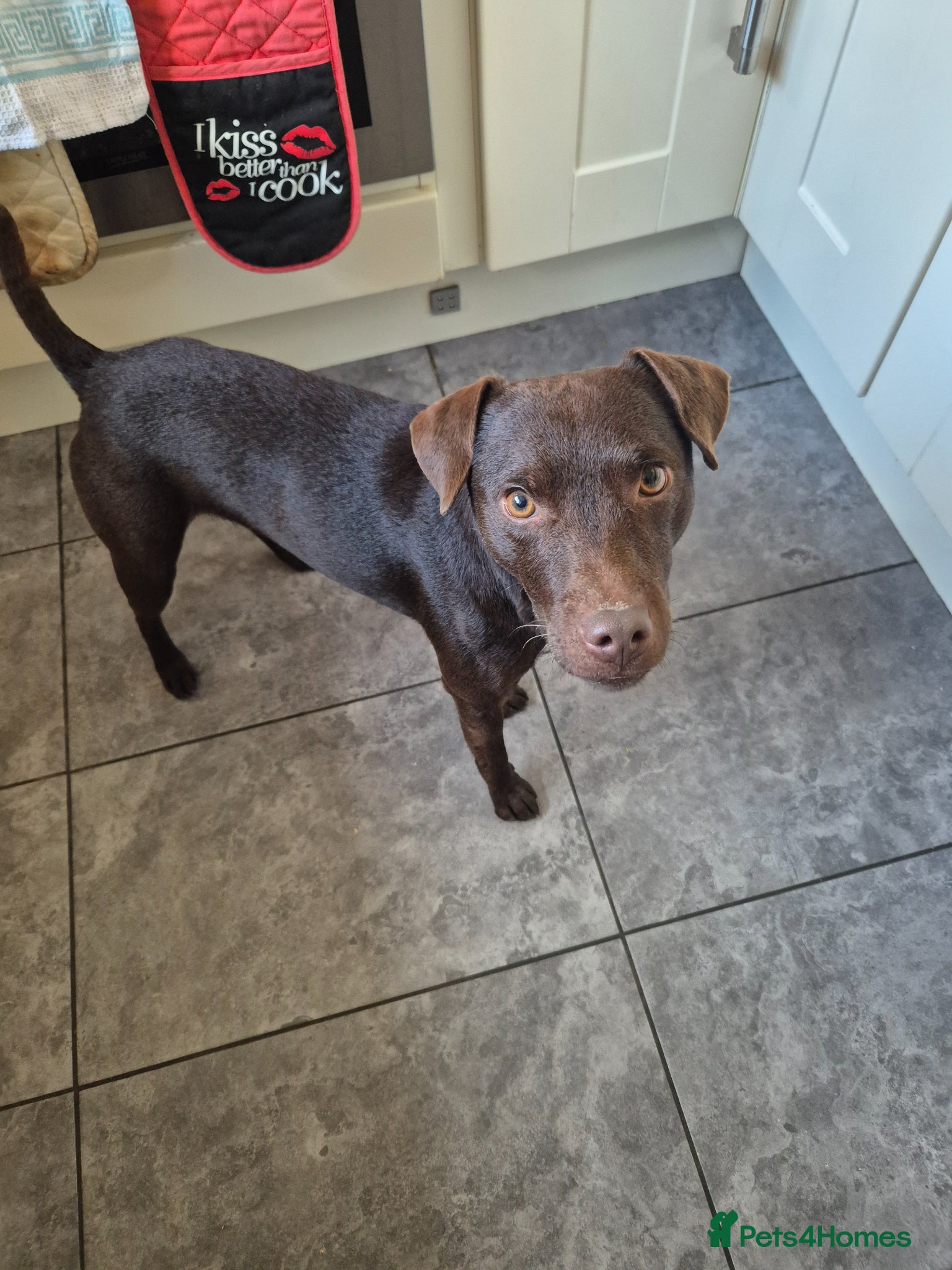 Patterdale Terrier dogs for stud: Ernie chocalate patterdale - Advert 1