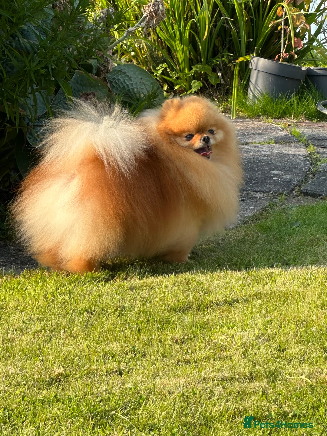 Pomeranian dogs for stud: Absolutely stunning tiny orange sable stud boy in Lanark - Advert 19