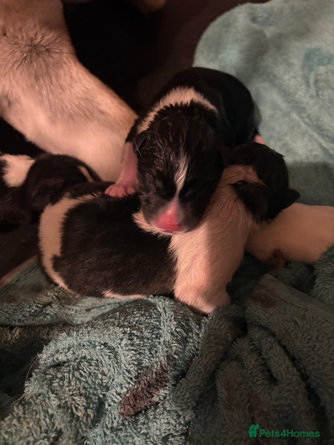 Akita dogs for sale: Akita pups March 12th - Advert 2