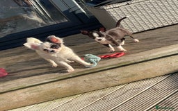 Chihuahua dogs for sale: Chihuahua female puppies - Image 23