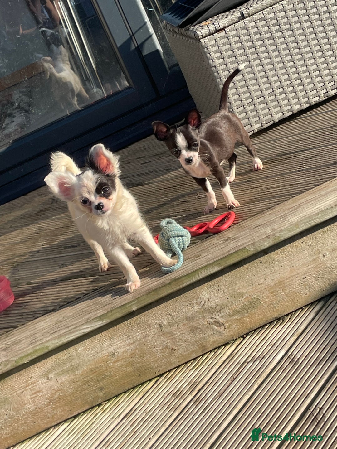 Chihuahua dogs for sale: Chihuahua female puppies - Image 23