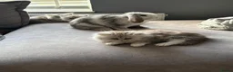 Persian cats for sale: Beautiful blue eyed Persian  - Advert 3