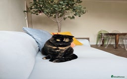 Scottish Fold cats for sale: Tortie girl, wonderful personality, 1.5years old - Advert 1