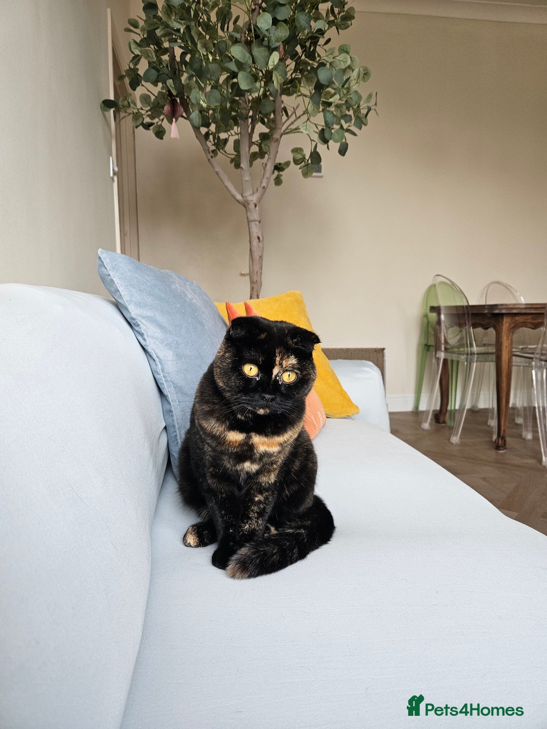 Scottish Fold cats for sale: Tortie girl, wonderful personality, 1.5years old - Advert 1