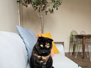 Scottish Fold cats Tortie girl, wonderful personality, 1.5years old - Advert 1