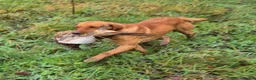 Labrador Retriever dogs for sale: KC Fox Red Labrador Puppies  - Advert 16