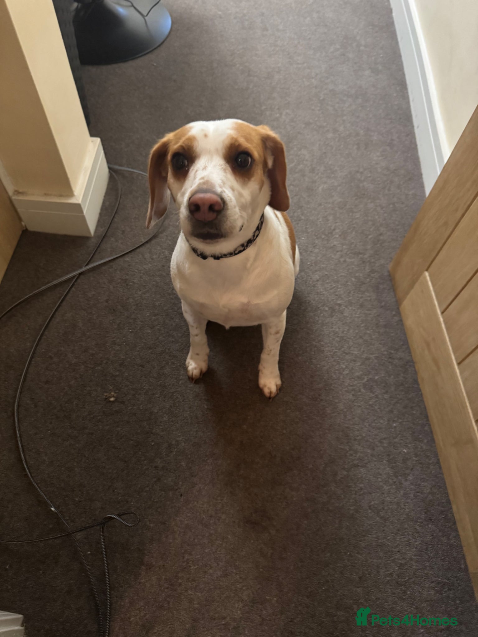 Beagle dogs 5 year old beagle - Advert 1