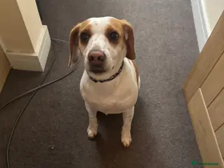 Beagle dogs 5 year old beagle - Advert 1