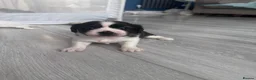 Malshi dogs for sale: 4 beautiful malshi girls for sale - Advert 10