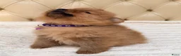 Pomeranian dogs for sale: Fluffy Pomeranian Puppies  - Advert 6