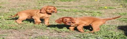 Irish Setter dogs for sale: Adorable lovable irish Setter puppies  - Advert 7