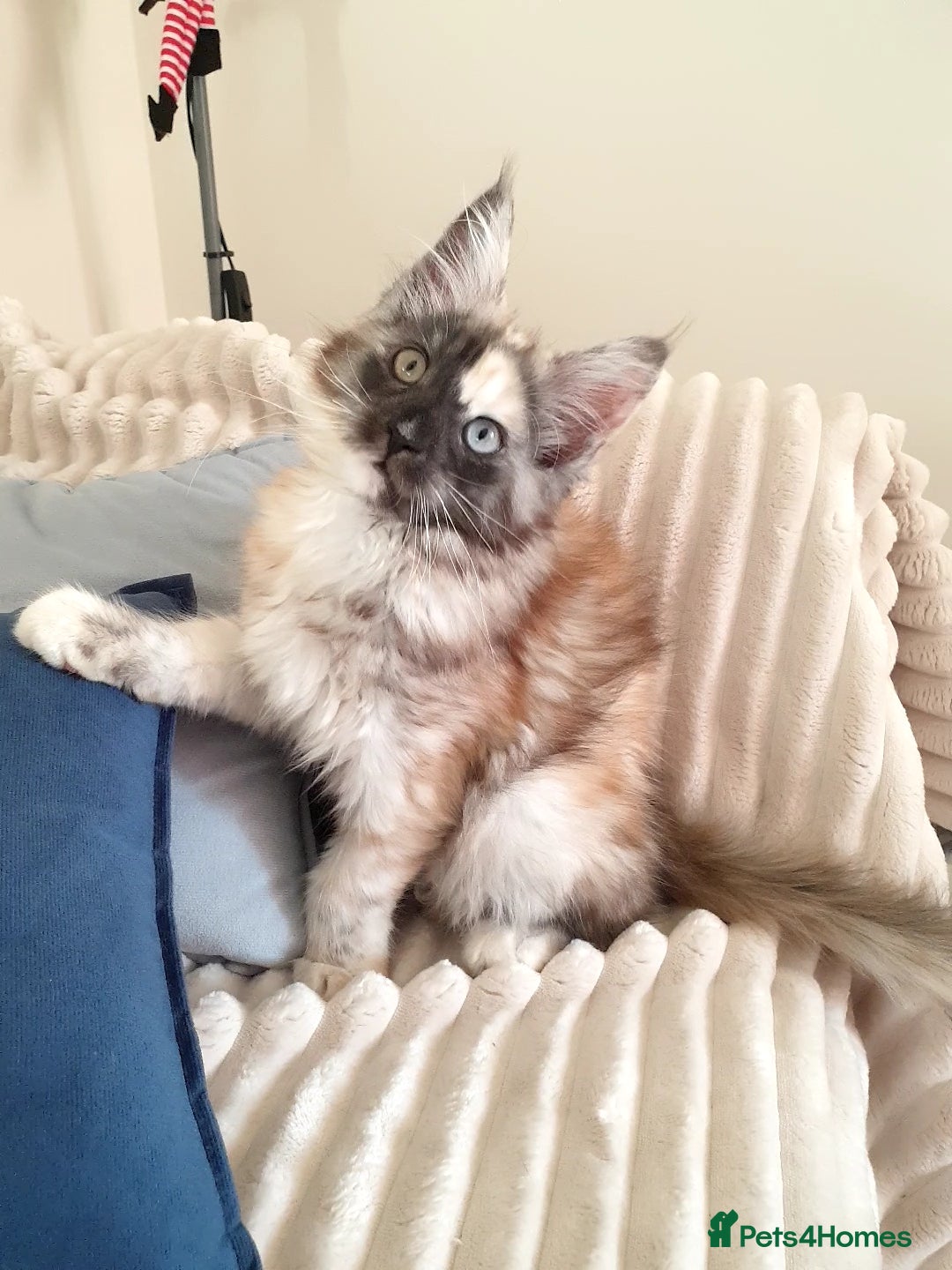 Maine Coon cats Maine coon girl 💛💙 - Advert 3