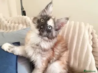 Maine Coon cats Maine coon girl 💛💙 - Advert 1