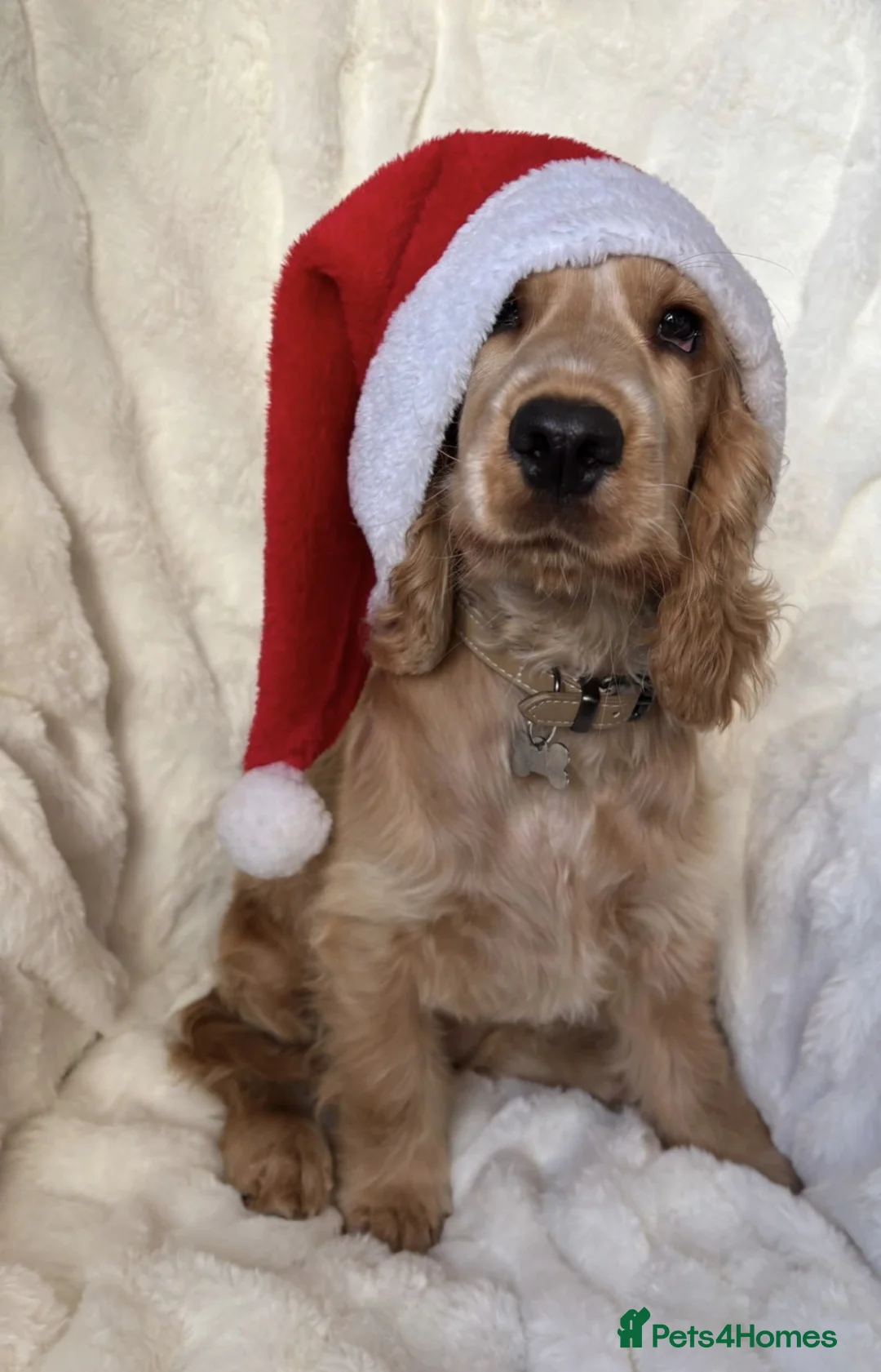 Cocker Spaniel dogs for sale: 6 month Old Show Cocker Spaniel  - Advert 3