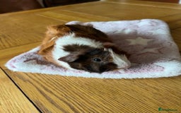 Guinea Pig rodents for sale: Pair of Female Guinea Pigs with cage - Image 9
