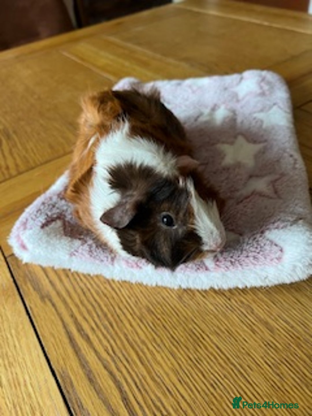 Guinea Pig rodents for sale: Pair of Female Guinea Pigs with cage - Image 9