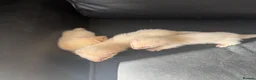 Ferret rodents for sale: Ferrets - Advert 3