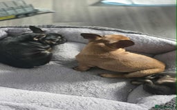 French Bulldog dogs for sale: French bulldog puppies - Image 4
