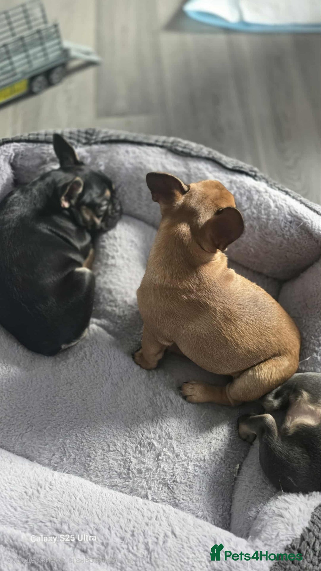 French Bulldog dogs for sale: French bulldog puppies - Image 4