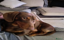 Dachshund dogs for sale: Two Dachshund Brothers - Image 9