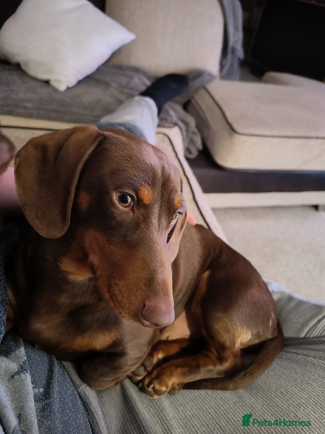 Dachshund dogs for sale: Two Dachshund Brothers - Image 9