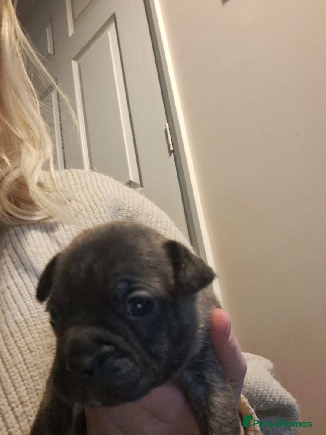 Mixed Breed dogs for sale: 8 puppies for sale - Advert 2