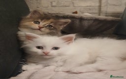 Maine Coon cats for sale: Female white mainecoon kitten.  - Image 6