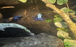 Frog reptiles for sale: 3 blue dart frogs - Image 1