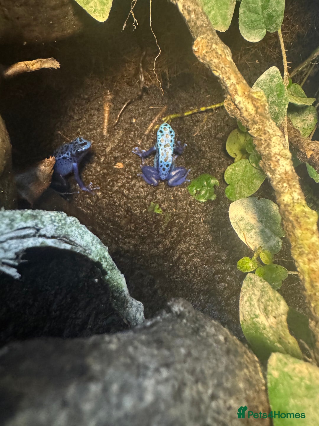Frog reptiles for sale: 3 blue dart frogs - Image 1