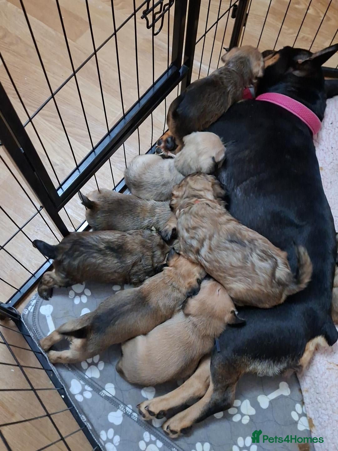 Mixed Breed dogs French bulldog cross shih tzu puppies - Advert 2