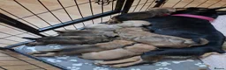 Mixed Breed dogs for sale: French bulldog cross shih tzu puppies - Advert 1