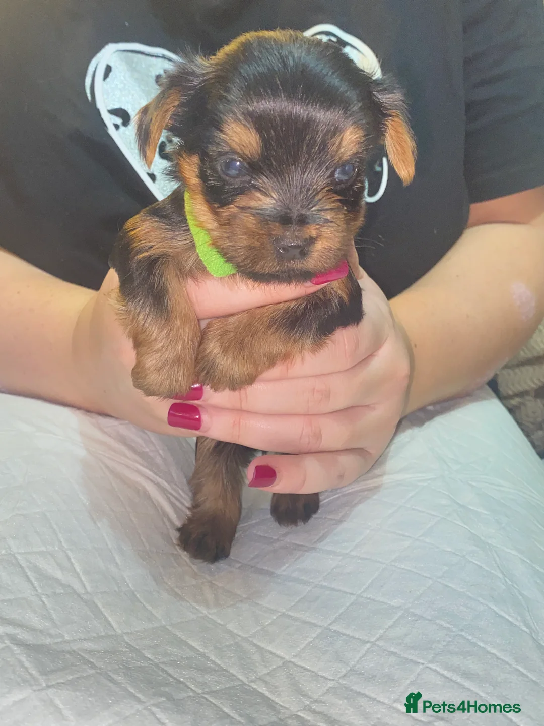 Yorkshire Terrier dogs for sale: 4 Stunning Minature Yorkshire terriers for sale  - Advert 40