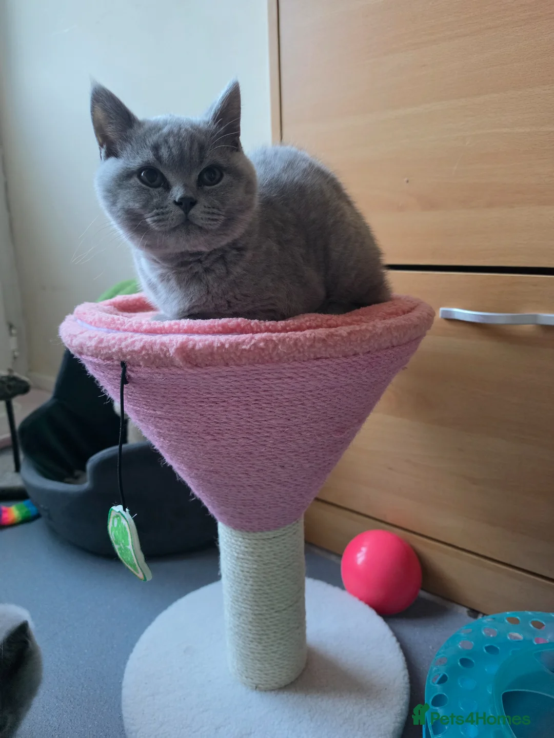 Scottish Fold cats for sale: Only 1 burgundy  boy left - Advert 2