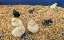 Chickens poultry for sale: Various unsexed chicks and Quails - Image 5