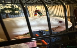 Parakeets birds for sale: Handreared Tame Albino Quaker - Image 3