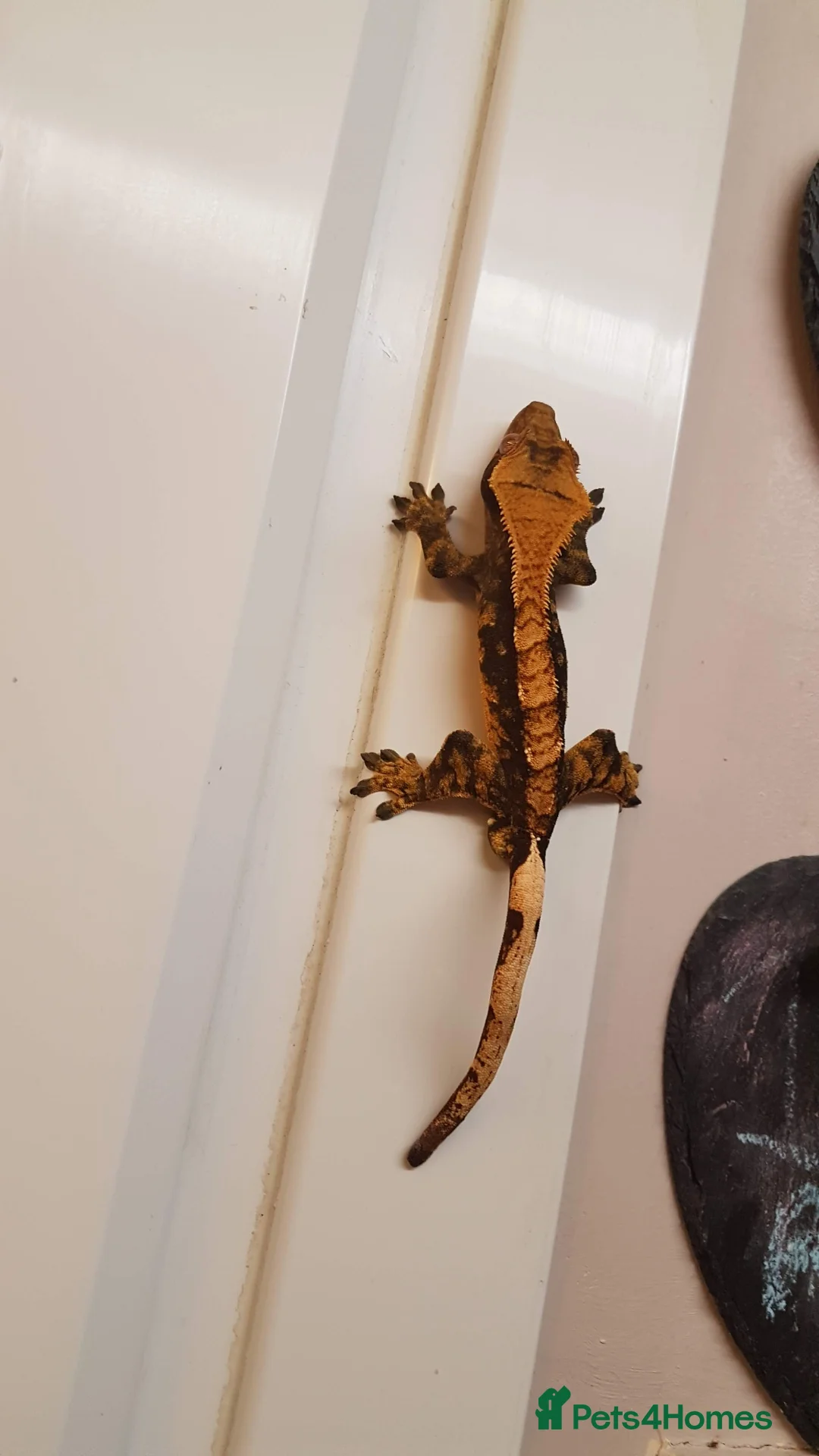 Gecko reptiles for sale: Crested gecko male  - Advert 7