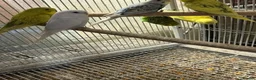 Budgerigars birds for sale: BEAUTIFUL BUDGIES FOR SALE - Advert 7