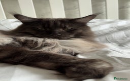 Maine Coon cats for sale: Beautiful Majestic Boy - Image 3