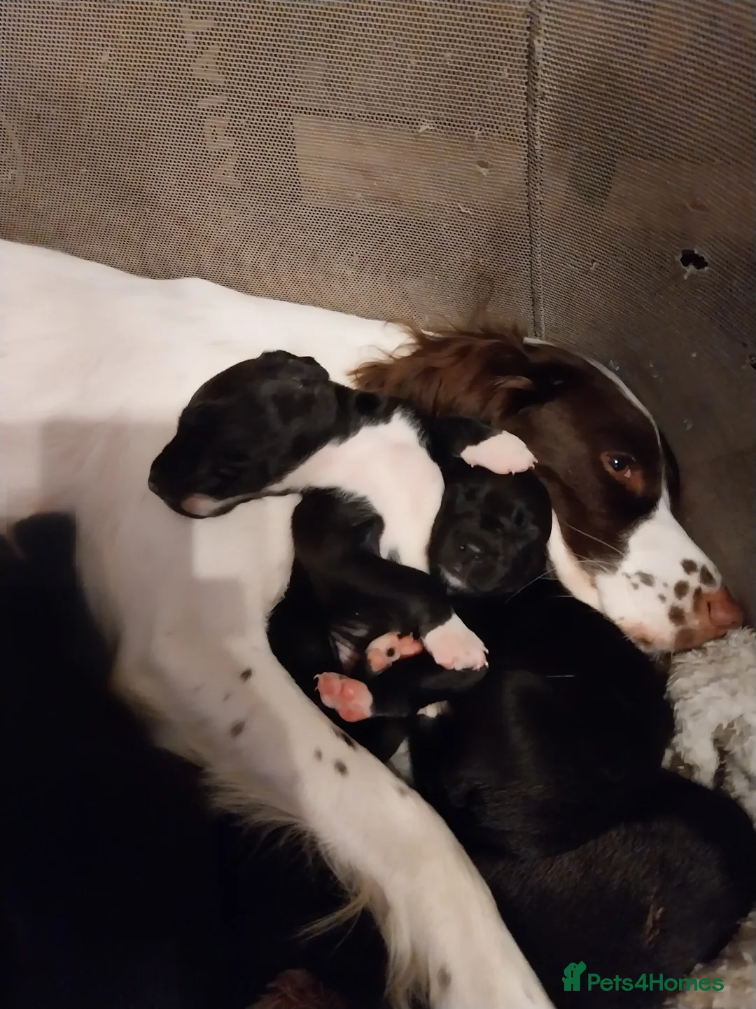 Mixed Breed dogs for sale: Springer spaniel cross lurcher  - Advert 2