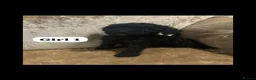 Miniature Poodle dogs for sale: Poodle puppies  - Advert 8