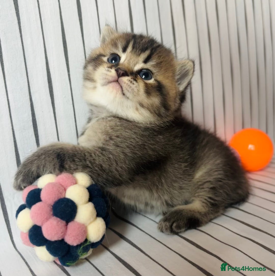 Scottish Fold cats for sale: 🌟🌟🌟🌟🌟Pedigree Scottish Fold Kittens - Image 14